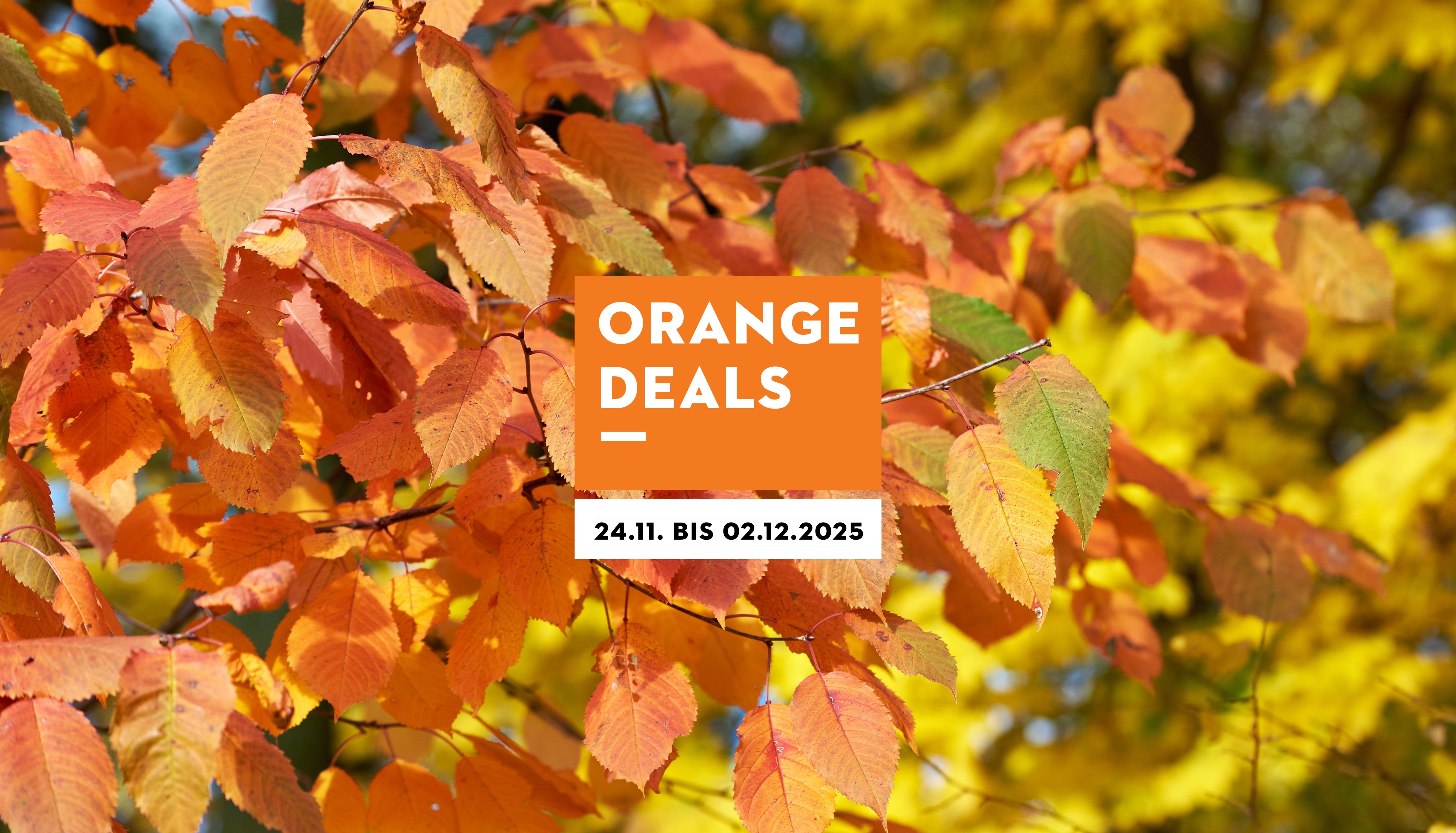 Werbung für STIHL ORANGE DEALS mit Angeboten vom 24.11. bis 02.12.2025